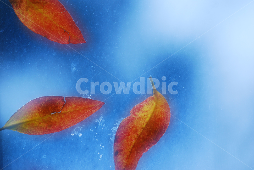 가을,감성,낙엽,단풍,안개,몽환적,잎새,잎사귀,계절,시즌,10월,11월,유리창,foggy,fall,autumn,season,glass,window,분위기,필,느낌,sensible,emotion,feeling,3,leaves,three,흐릿한,기억,메모리,창문,먼지,블루,파랑,주황색,빨강색,blue,추억,remember,아련한,회상,지난가을,초겨울,가을,계절,fall,autumn,season