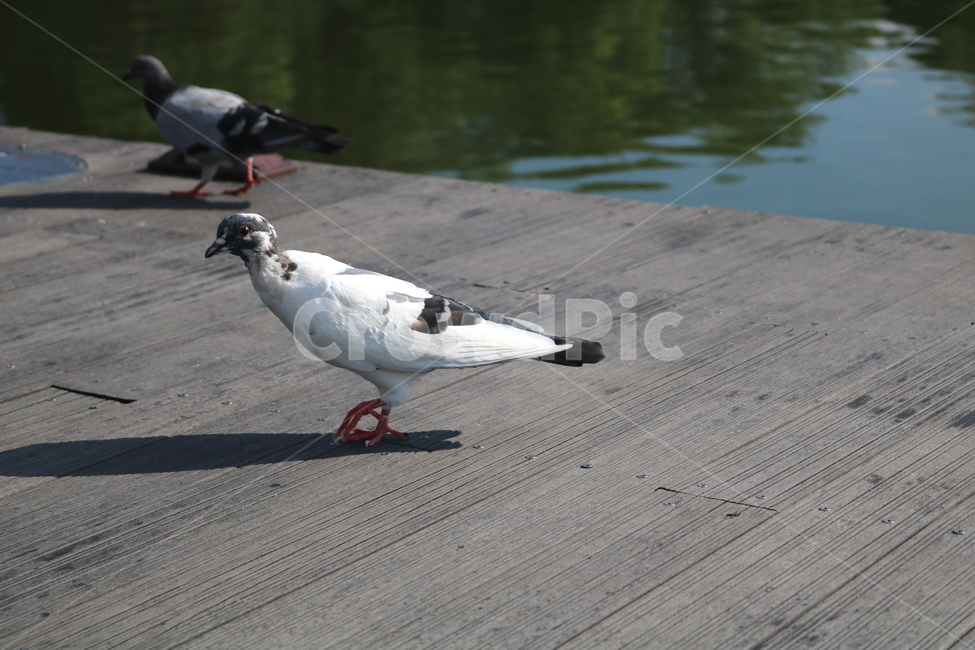비둘기,새,조류,공원,자연,동물,동물,animal,조류,새,birds