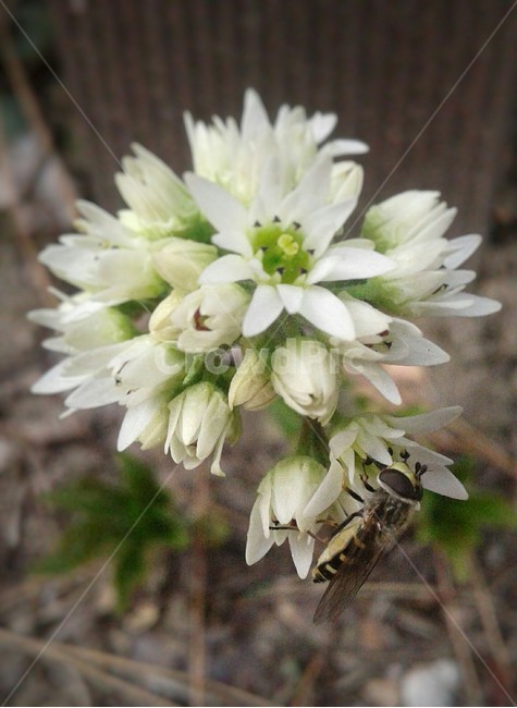 무척추동물,곤충,식물,꽃,봄,흰색,flowers,white,spring,blossoms,plant,insect