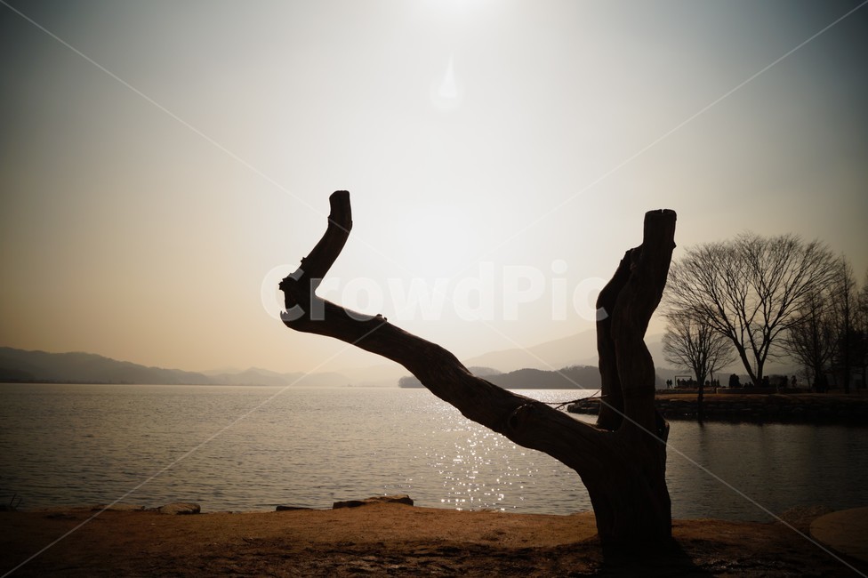 두물머리,양수리,노을,나무,산책로,양평,풍경,가을,남한강,자연경관,배경화면