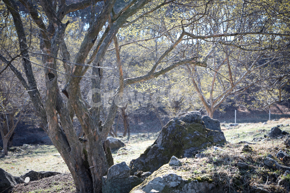 treetrunk,나무줄기,plant,식물,tree,나무,ground,바닥,봄,계절,산수유마을,산수유나무,꽃