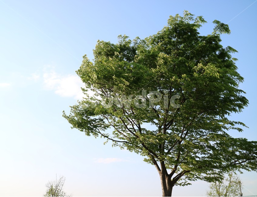 plant,식물,tree,나무,공원,park,giantsequoia,세콰이어,바람,wind,여름,summer,휴식,relax,green,큰나무