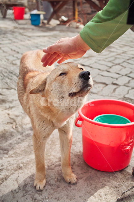 canine,송곳니,pet,착한애,animal,동물,mammal,포유류,dog,쓰담,강아지,개,누렁이,쓰다듬,애완동물,교감,동물,animal,포유류,mammal,개,강아지,dog,doggy