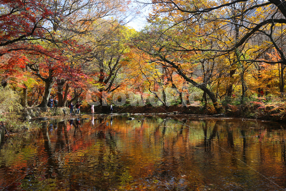 단풍,반영,선운사,도솔천,돌다리,tree,nature,가을,계절,fall,autumn,season,자연,풍경,nature,landscape