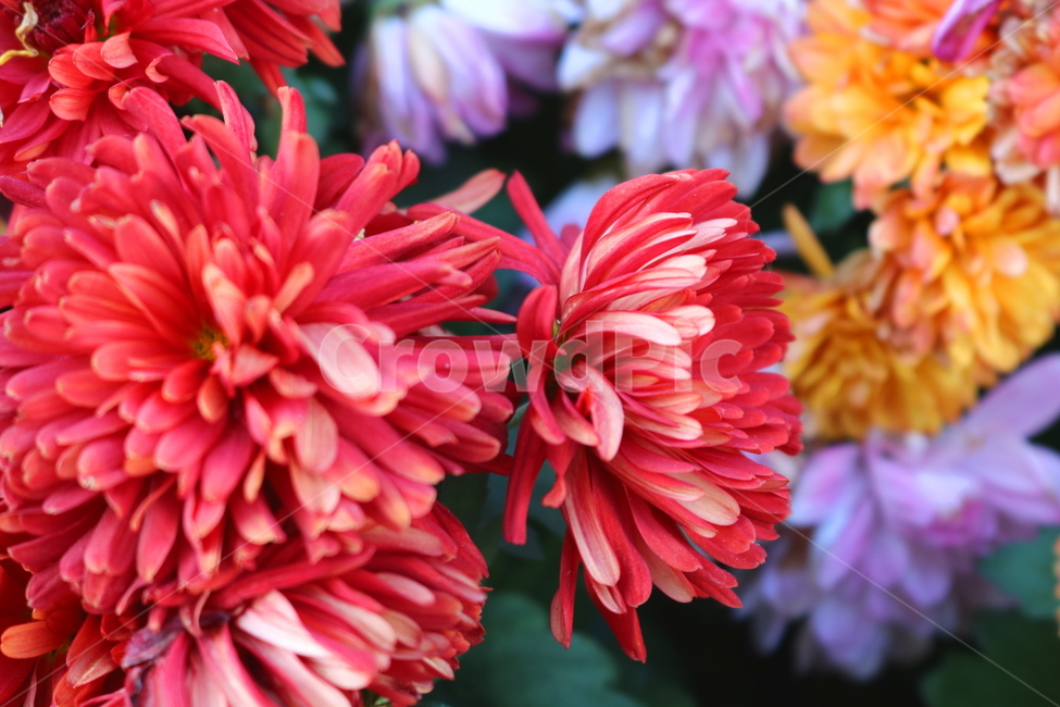 국화,꽃,국화꽃,식물,자연,가을,빨간색꽃,붉은색국화,식물,자연,plants,nature,꽃,flower