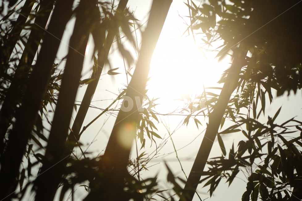 대나무,나무,실루엣,해질녘,역광,Bambusoideae,식물,자연,plants,nature,나무,trees,wood,휴식,힐링,rest,relaxation,healing