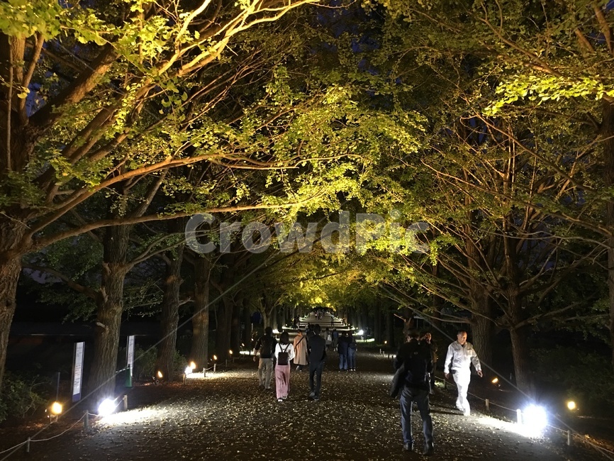 일본,공원,가을,은행나무,자연,식물,tree,treetrunk