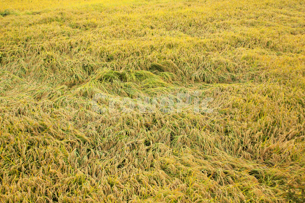 시골,농촌,풀,황금들판,황금들녘,벼,논,쌀,쌀농사,벼농사,농사,논농사,자연,농작물,가을,노랑,노란색,식물,농경지,필드,들판,황금,금색,산업,industry,industrial,농업,농사,agriculture,farming,farming industry