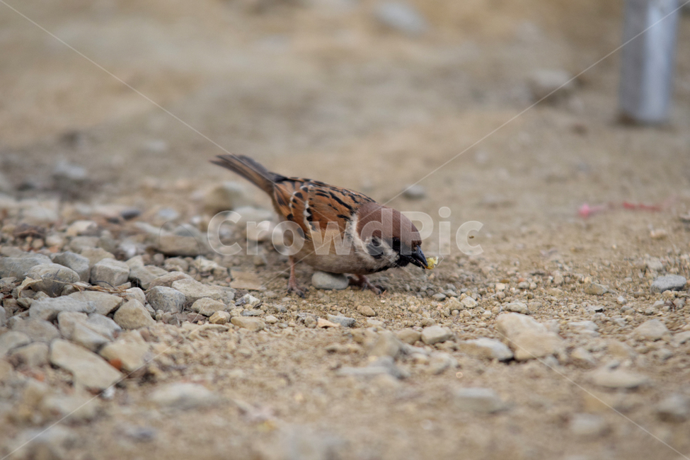 참새,새,텃새,참샛과,조류,귀여운참새,bird,sparrow