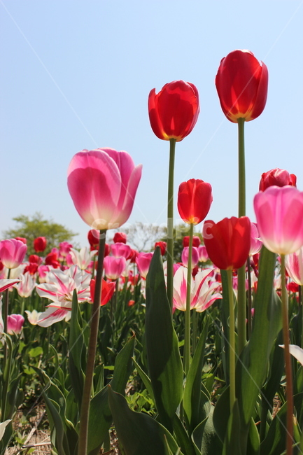 튤립,꽃,정물,화사,접사,봄,계절,spring,season,식물,자연,plants,nature,꽃,flower,plant,blossom