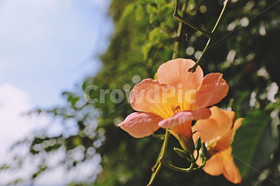 능소화,꽃,flower,atrumpetcreeper,주황색,접사,green,nature,식물,자연,plants,nature,꽃,flower