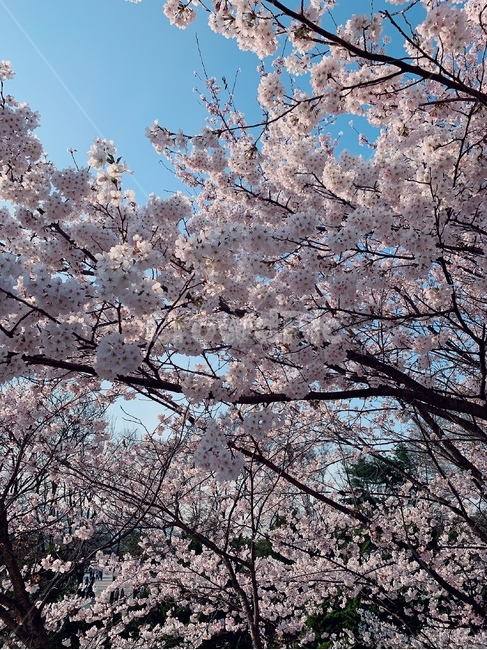 벚꽃,대공원,풍경,꽃,자연,봄,계절,spring,season,plant,식물,blossom,flower