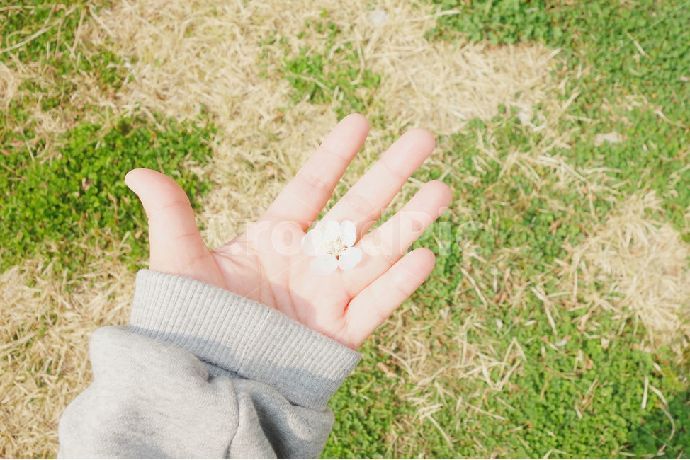 봄,감성사진,일상,풍경,꽃,매화,풍경사진,하늘,daily,sky,flower,spring,손,hand,봄,계절,spring,season,식물,자연,plants,nature,꽃,flower,휴식,힐링,rest,relaxation,healing