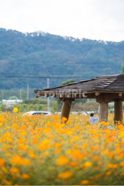 꽃,꽃밭,자연,풍경,식물,flower,가을,계절,fall,autumn,season,식물,자연,plants,nature,꽃,flower
