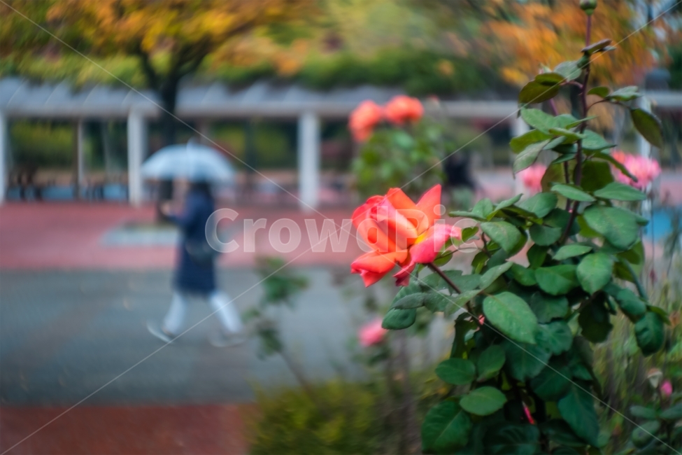 장미,가을,11월,비,빛,식물,자연,plants,nature,꽃,flower