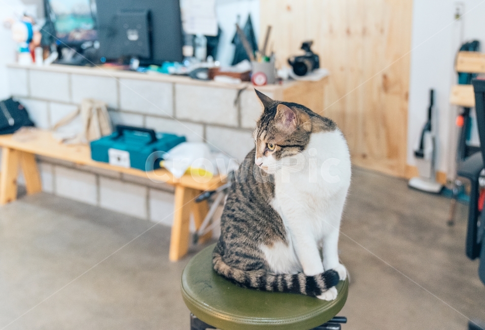 스튜디오,반려묘,고양이,냐옹이,캣,cat,animal,동물,동물,animal,포유류,mammal,고양이,cat,kitten,kitty