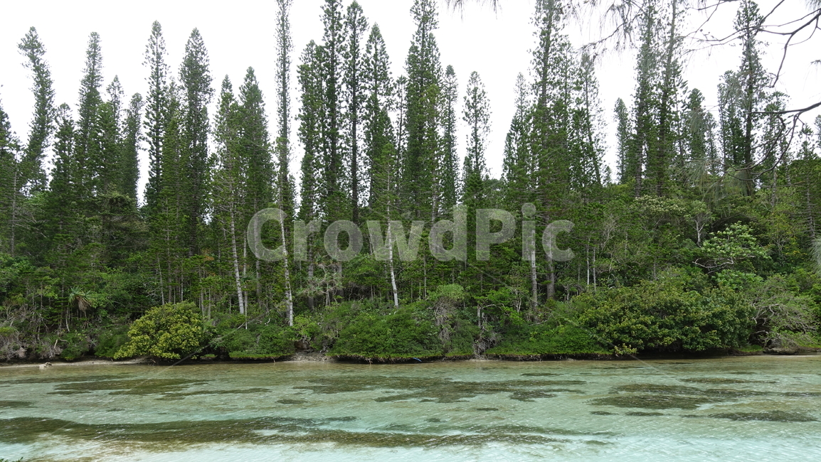 자연,nature,소나무,사이프러스,나무,green,water,물,plant,식물,tree,일데팡,뉴칼레도니아,일데빵,신혼여행,자연,풍경,nature,landscape