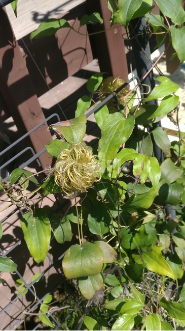 담쟁이,열매,돌기모양,꽃,식물,식물,자연,plants,nature