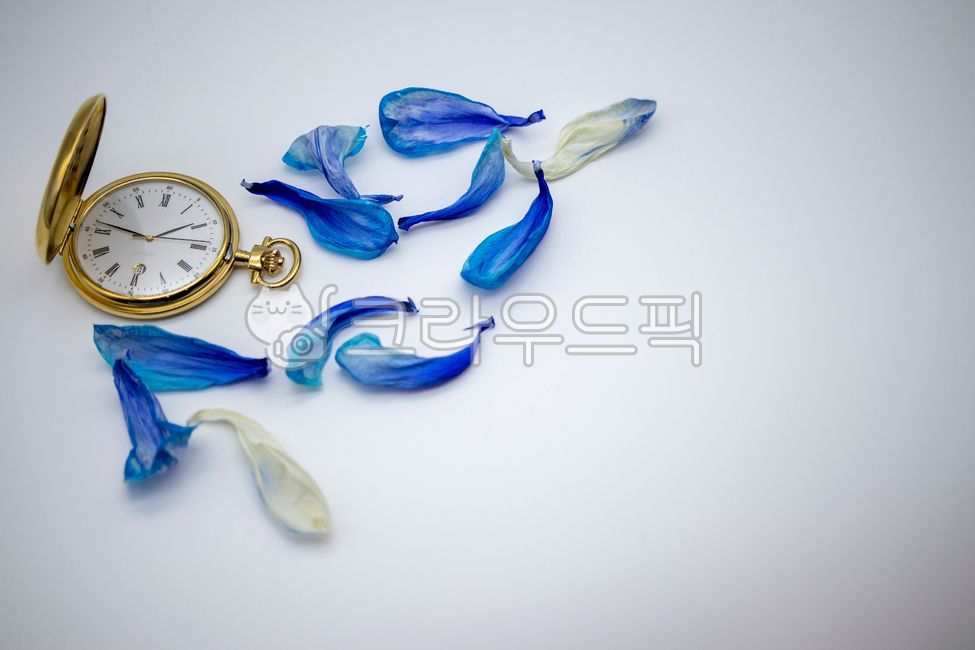 petal,hour,watch,time,clock,dry petals