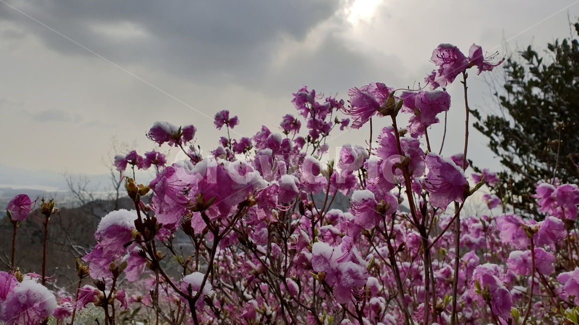 주작산,덕룡산,진달래,눈꽃,풍경,봄눈꽃,진달래눈꽃,산