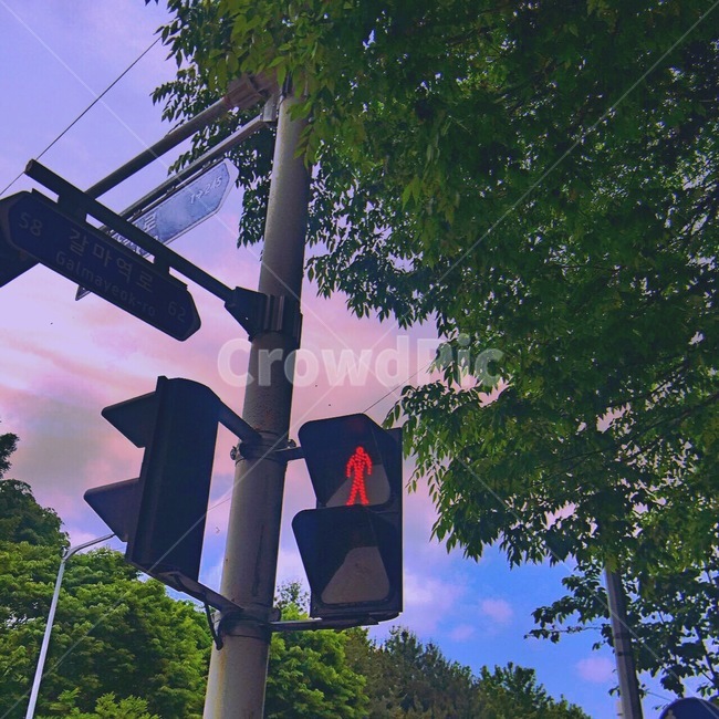신호등,분홍하늘,나무,street,빨간불,색깔,색상,색채,색감,color sense,color sensitivity,feeling of color,교통,교통수단,traffic,transportation