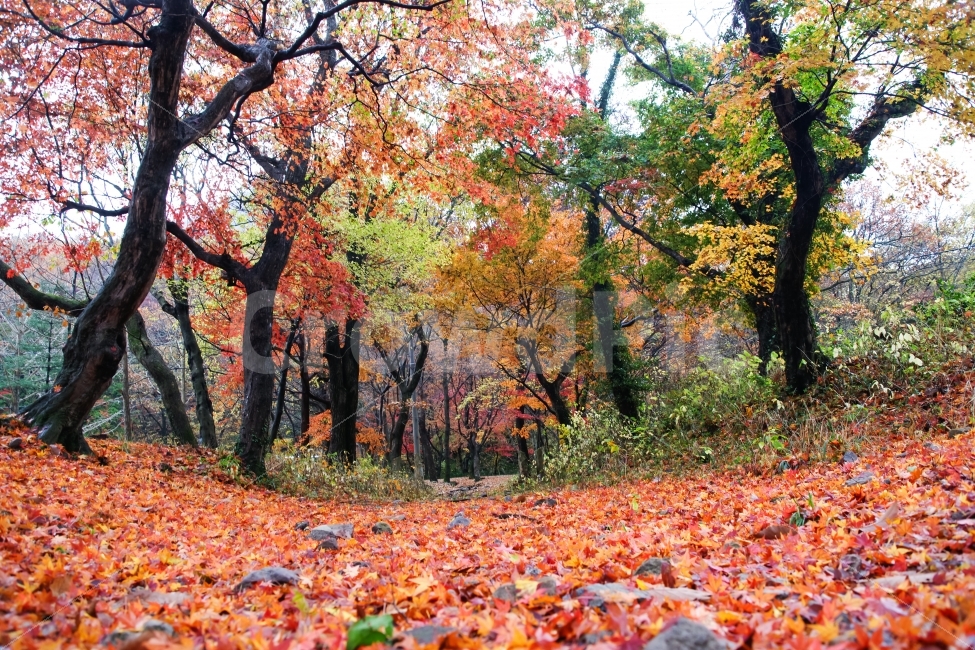 고창,선운사,가을,반영,산사,만추,단풍,낙엽,자연,풍경,nature,landscape,가을,계절,fall,autumn,season,plant,식물,leaf,잎,tree,나무,maple