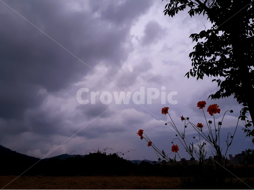 구름,먹구름,하늘,풍경,흐림,자연,풍경,nature,landscape,식물,plants,꽃,flower,weather,날씨,outdoors,옥외