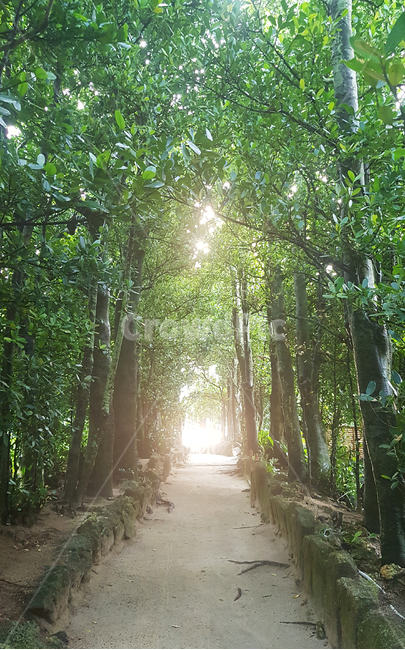 빛,길,거리,산책,나무,나뭇잎,휴식,path,통로,vegetation,초목,plant,식물,tree,outdoors,옥외,자연,풍경,nature,landscape