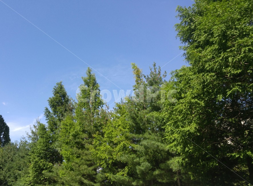 하늘,나무,풍경,여름,sky,tree,summer,landscape,nature
