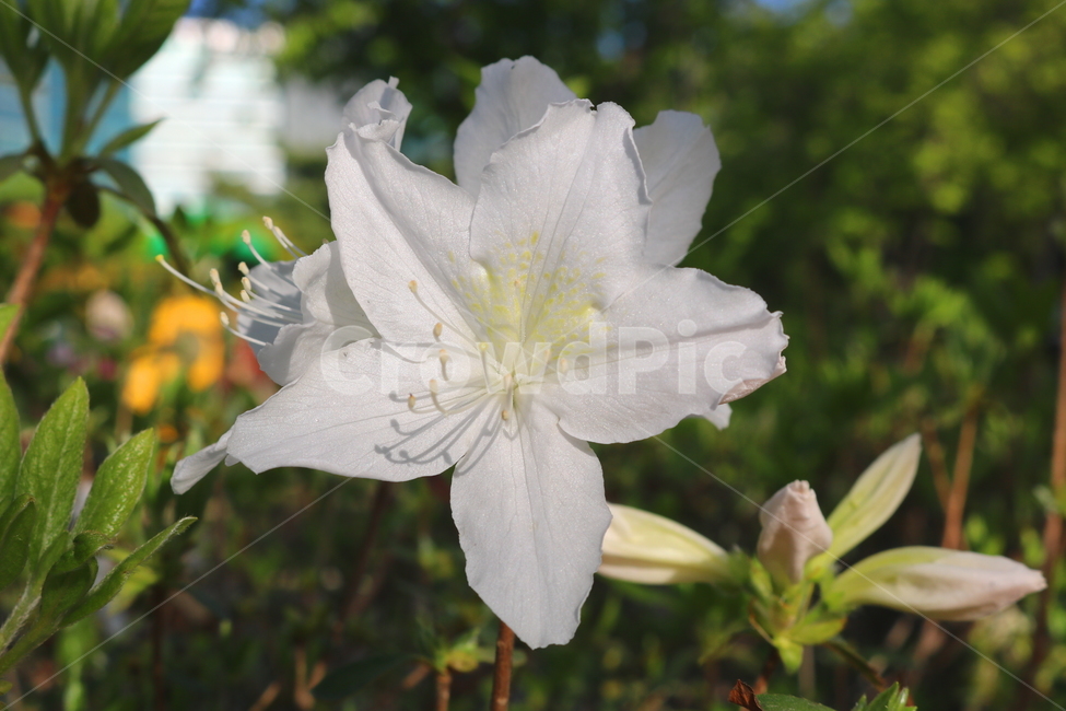 꽃,철쭉,철쭉꽃,진달래,나무,식물,흰꽃,야생화,자연,봄,식물,자연,plants,nature,꽃,flower