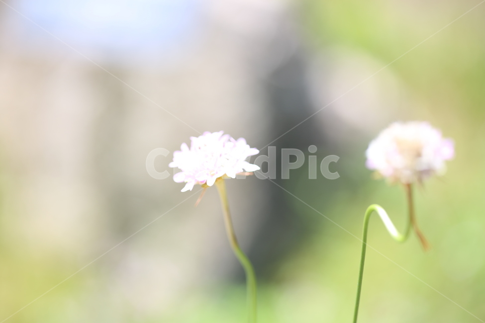 야생화,패랭이꽃,꽃,들꽃,야생,자연,생태,식물,식물,자연,plants,nature,꽃,flower