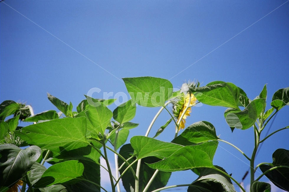 하늘,식물,해바라기,sunflower,leaf,잎,잎사귀,건강한,성장,growth,sky,skyblue,선명한,맑은,깨끗한,꽃,plants,flower