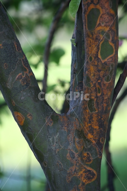 모과나무,껍질,봄,wood,chinesequince,나무껍질,수피,나무,trees,wood