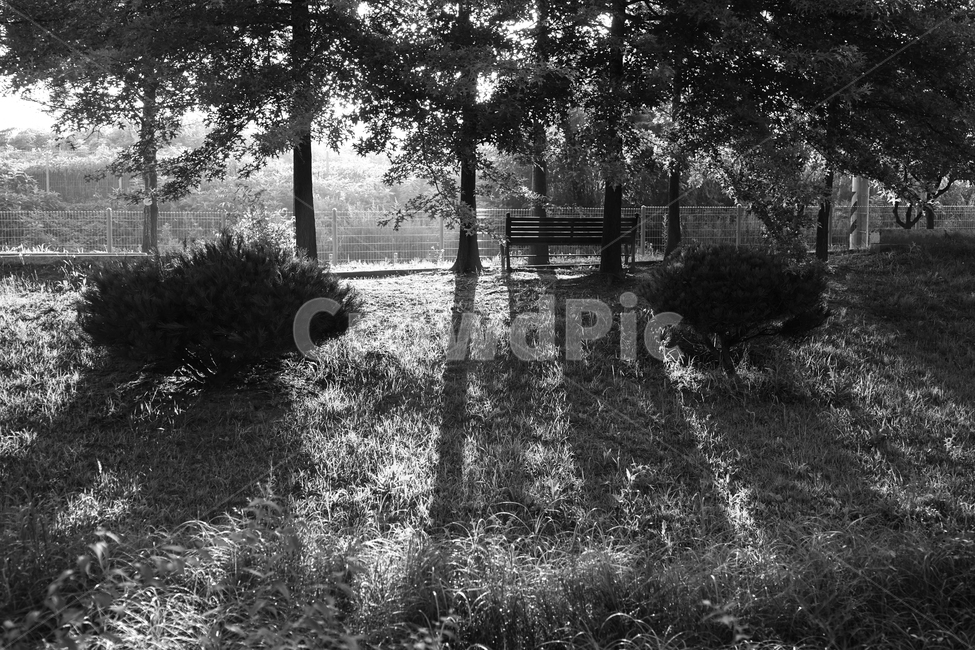 숲속,공원,벤치,그림자,나무,햇살,자연,풍경,nature,landscape,흑백,모노톤,monochrome,black and white,ground,바닥,tree,plant,식물