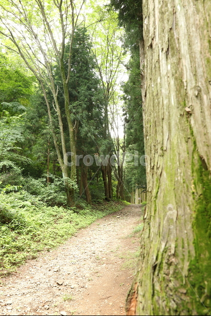 오솔길,초록,산책,좁은길,이쁜길,자연,풍경,nature,landscape,식물,plants,나무,trees,wood,tree,plant