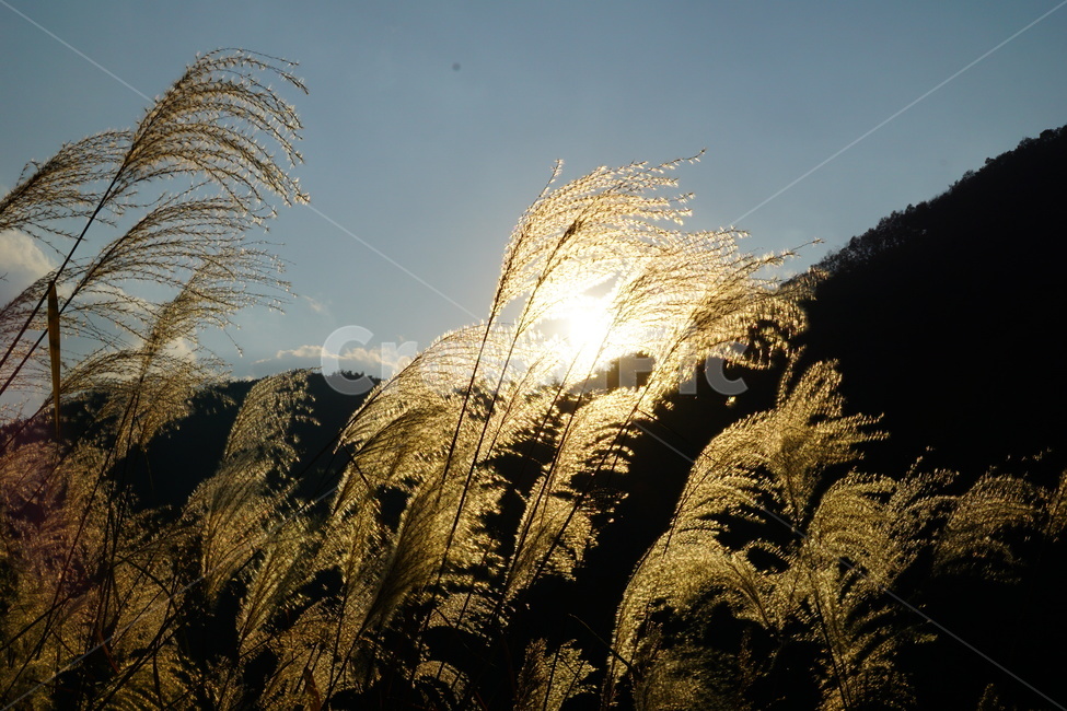 갈대,식물,자연,풍경,감성,가을,계절,fall,autumn,season