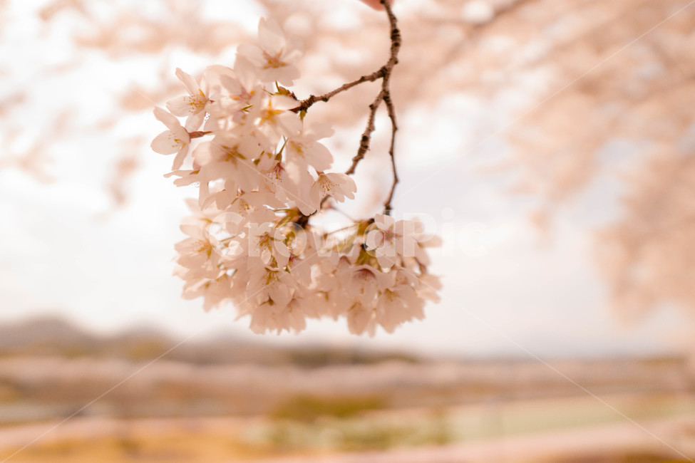 벚꽃,봄,따뜻함,벚꽃나무,맹방벚꽃축제,자연,풍경,nature,landscape,식물,plants,꽃,flower,plant