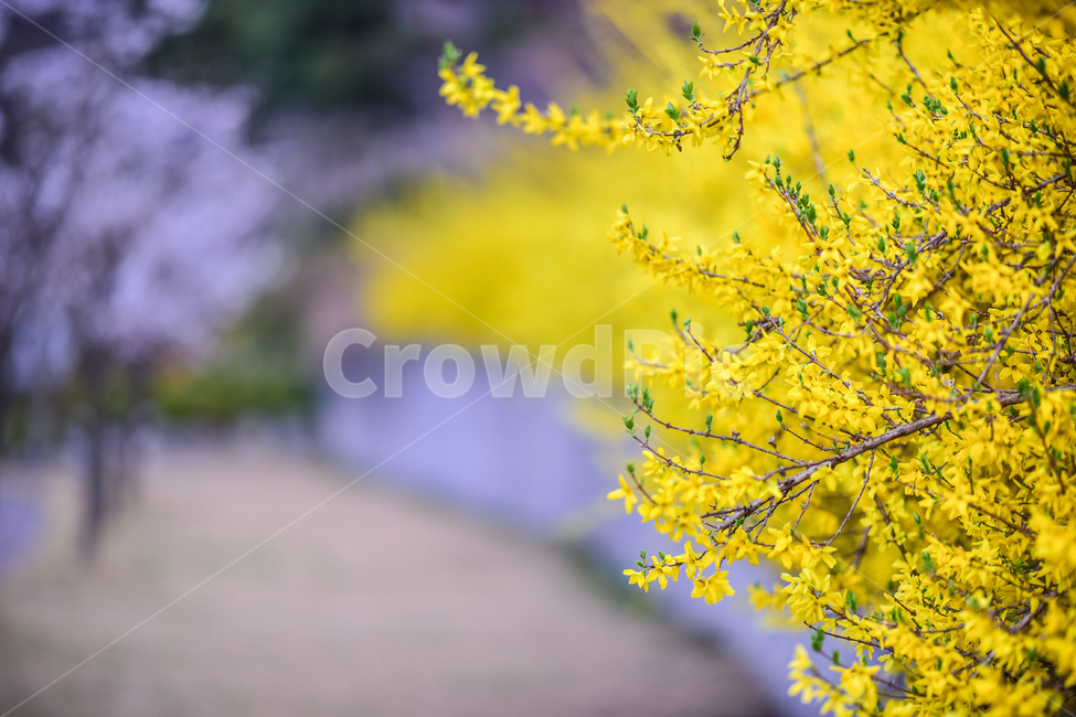 plant,식물,flower,꽃,forsythia,봄,노랑,개나리,개나리꽃,봄,계절,spring,season