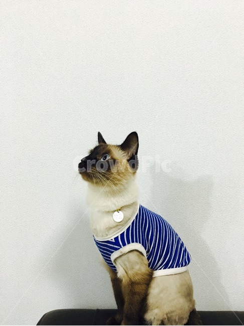 고양이,야옹이,샴,샴고양이,cat,반려동물,반려고양이,neko,동물,animal,포유류,mammal,고양이,cat,kitten,kitty
