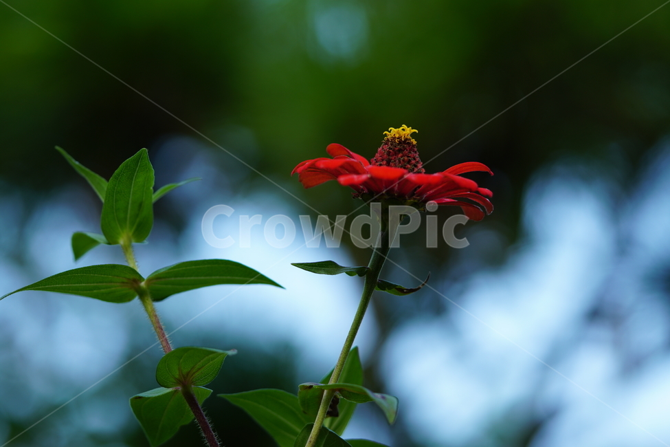 백일홍,꽃,플라워,자연,식물,가을꽃,가을,crapemyrtle,zinnia,flower,nature,plants,autumn,fall,10월,october,식물,자연,plants,nature,꽃,flower
