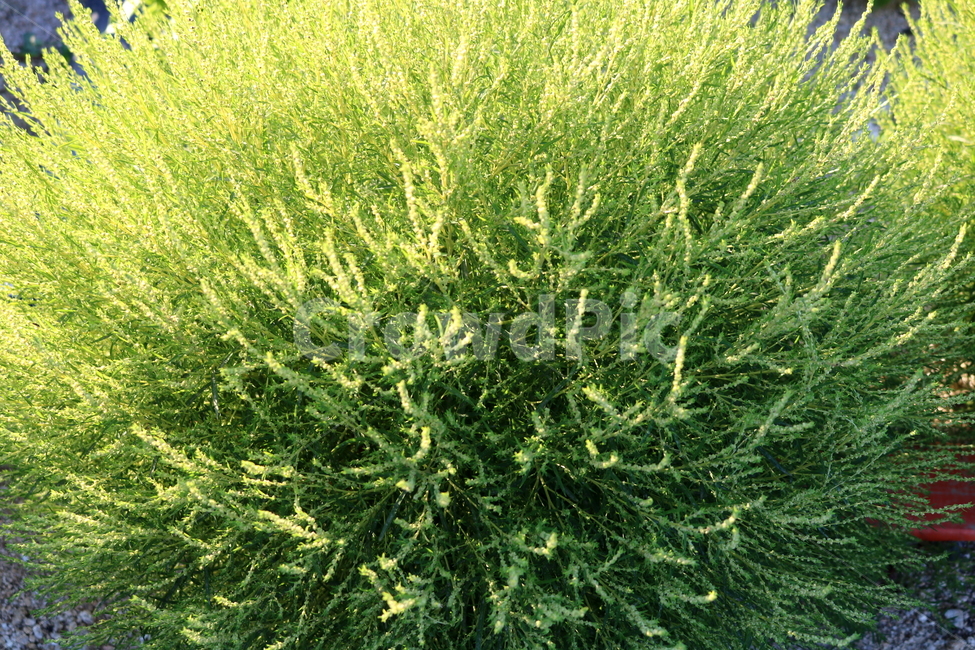 댑싸리,꽃댑싸리,식물,자연,대싸리,공쟁이,식물,자연,plants,nature