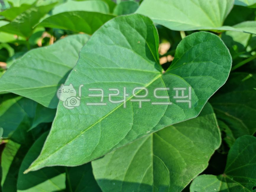 농업,농사,재배,고구마재배,고구마밭,밭,고구마,잎,고구마잎,배경,백그라운드,작물