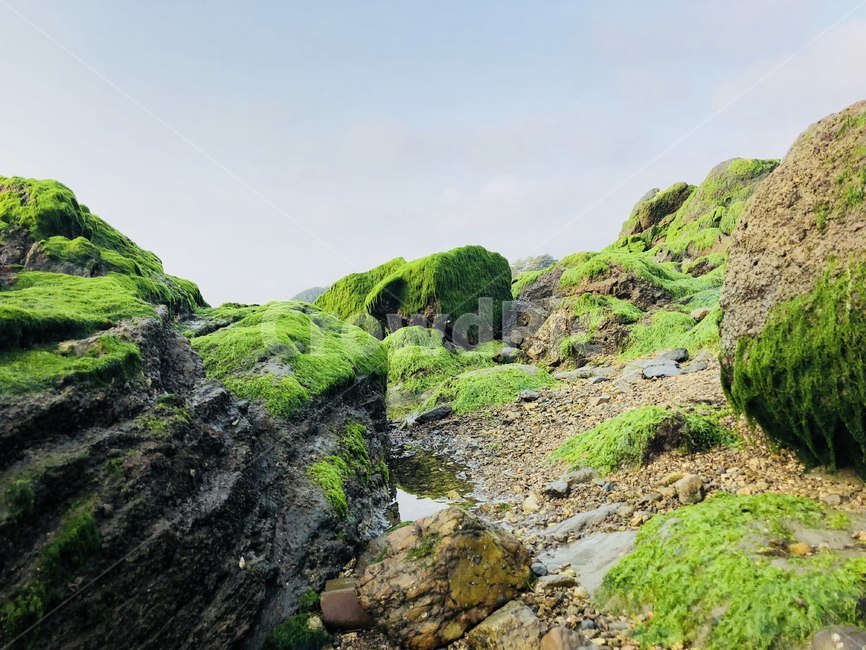 일몰,sunset,바다,감성,태양,선셋,자연,풍경,nature,landscape,plant,식물,moss,이끼