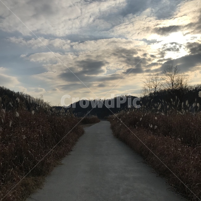 구름,구름하늘,가을,산책로,갈대,나무,갈대숲,하늘,자연,풍경,nature,landscape,road,도로,outdoors,옥외