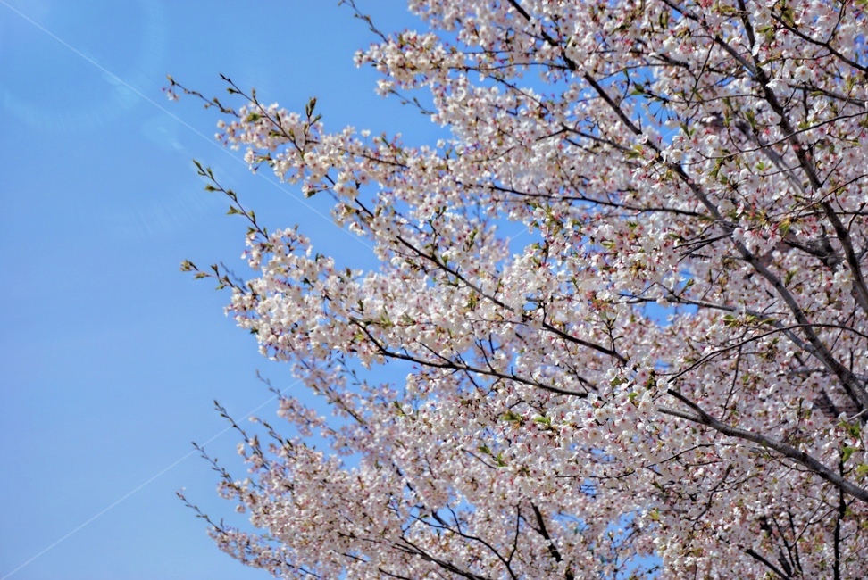 blossom,flower,벚꽃,나무,분위기,봄