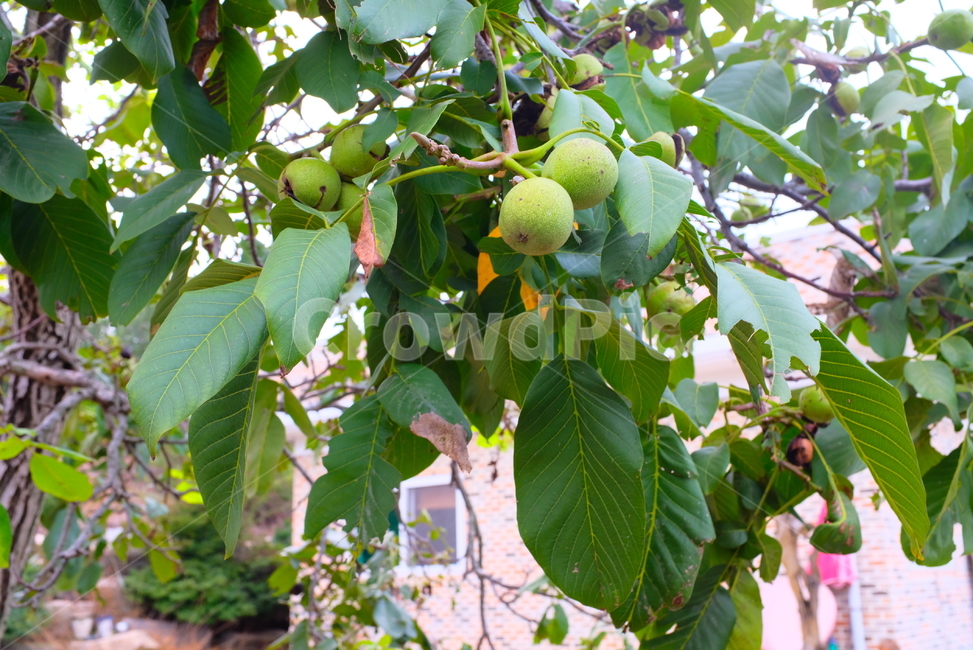 호두,호두나무,plant,식물,nut,너트,food,음식,음식,식재료,요리,food,cook,meal,dishes,food reserves,과일,열매,fruit