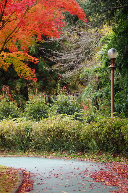 낙엽,단풍,maple,식물,나뭇잎,나무,가을,계절,fall,autumn,season,자연,풍경,nature,landscape,plant,tree