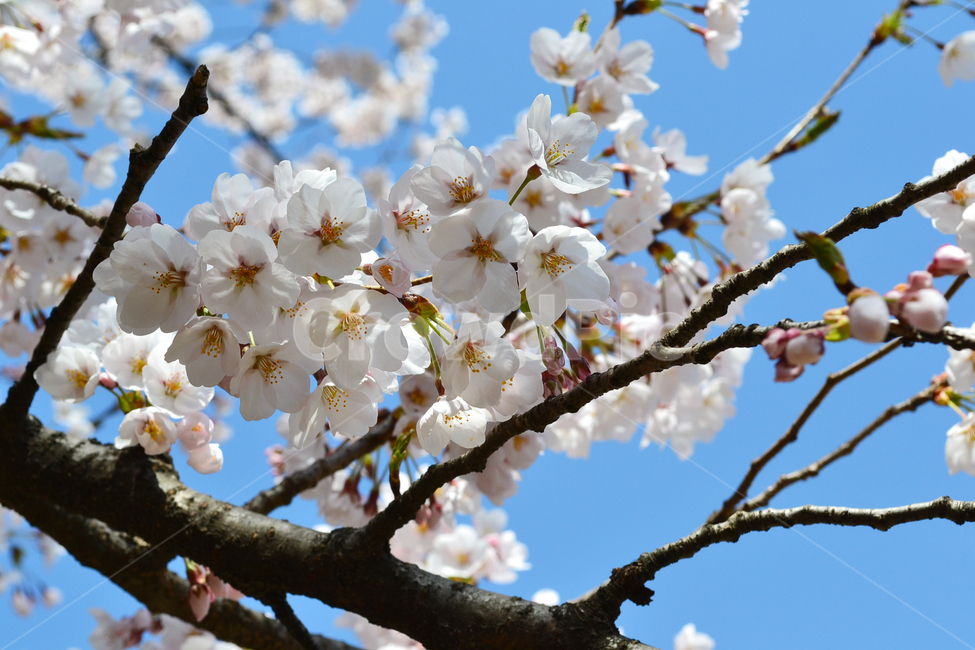 벚꽃,봄,꽃,벚나무,봄꽃,cherryblossom,spring,flower,봄,계절,spring,season,식물,자연,plants,nature,꽃,flower,plant,blossom,cherry blossom