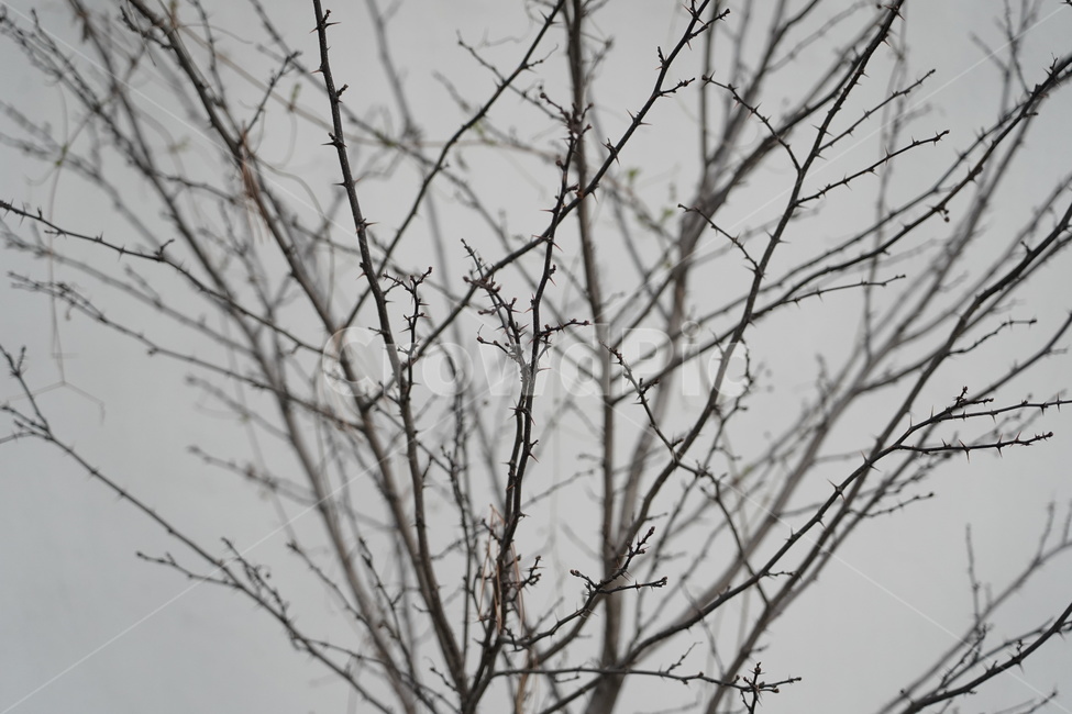 plant,식물,tree,나무,봄