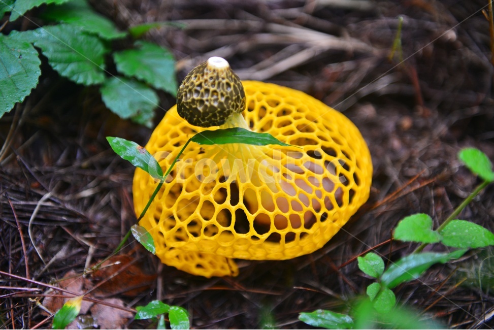 plant,식물,fungus,진균류,망태버섯,노랑망태버섯,버섯,포자,독버섯,노랑,노랑망태,그물망,망태,버섯,mushroom
